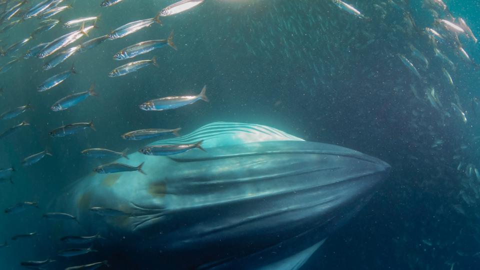 Creepy ‘biotwang’ noises coming from the Mariana Trench finally explained after 10 years