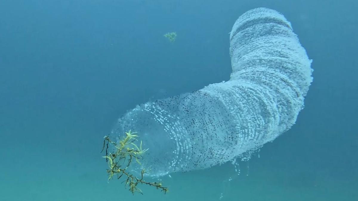 Diver encounters bizarre alien-like creature floating in ocean