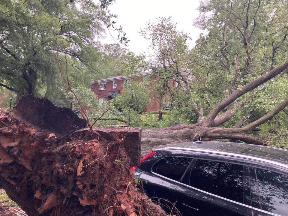 Fallen trees leave Columbia scrambling to clear roads, homes in aftermath of hurricane