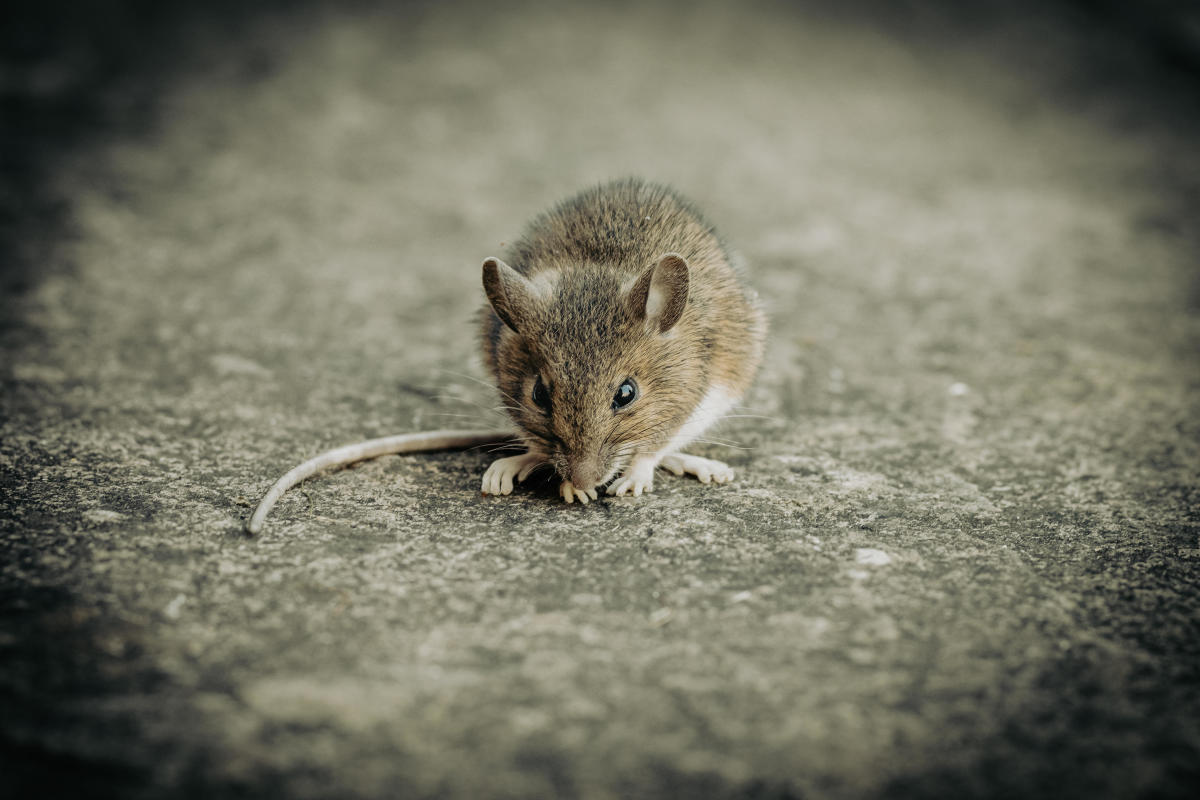 Flight makes emergency landing after mouse climbs out of boxed meal