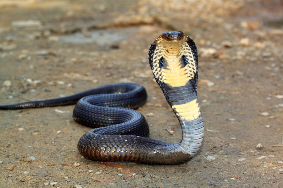 Florence man remains in serious condition after bite from world’s deadliest snake, authorities say