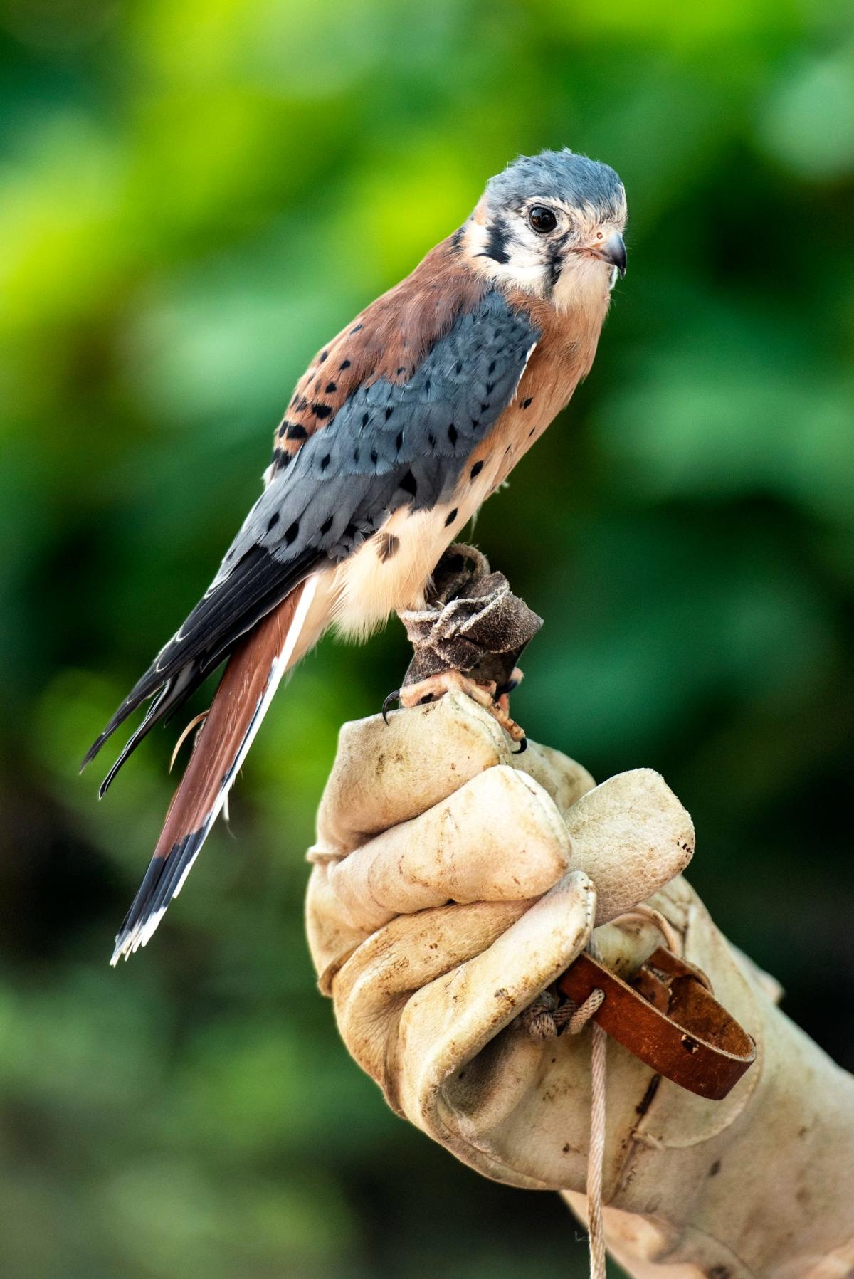 Fly by the annual Meadowlands Birding Festival at DeKorte Park on Oct. 6