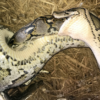 Giant python caught swallowing even bigger snake alive in world first