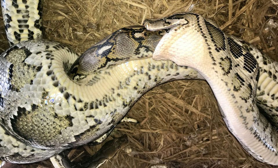 Giant python caught swallowing even bigger snake alive in world first