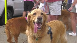 Golden retriever owners from across the state gather in Ligonier for furry festivities