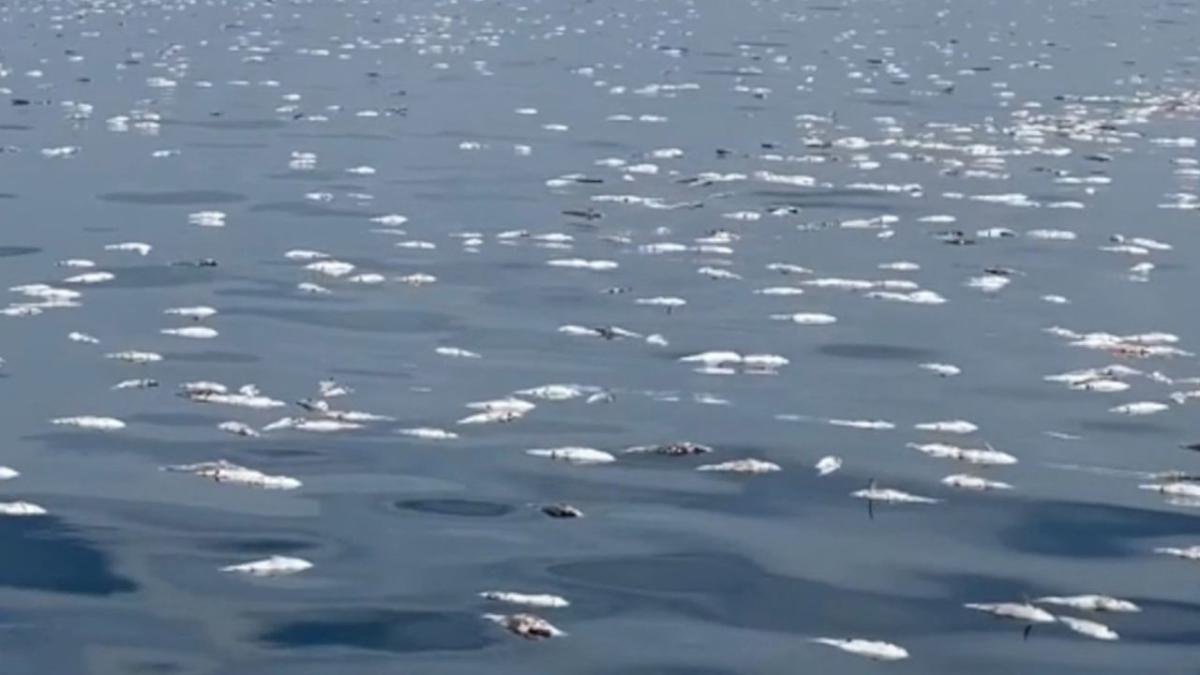 Hundreds of dead fish spotted floating off Thai coast