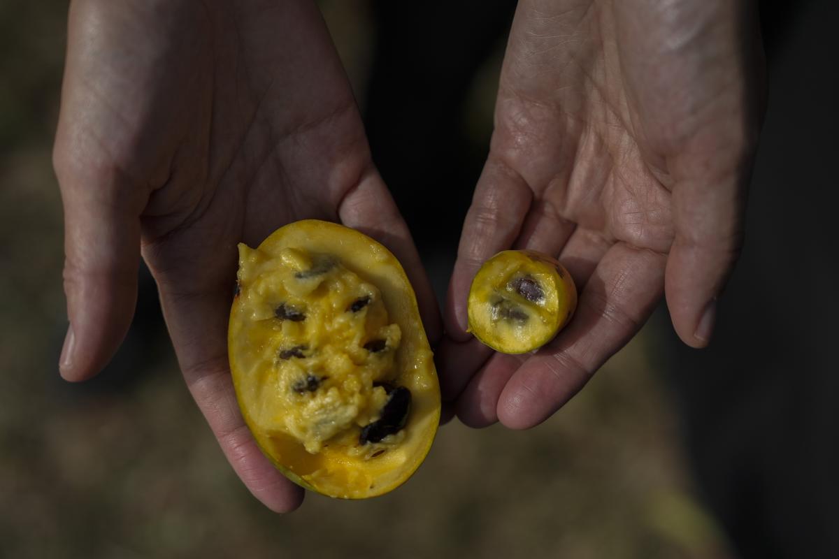 In Ohio, drought and shifting weather patterns affect North America’s largest native fruit