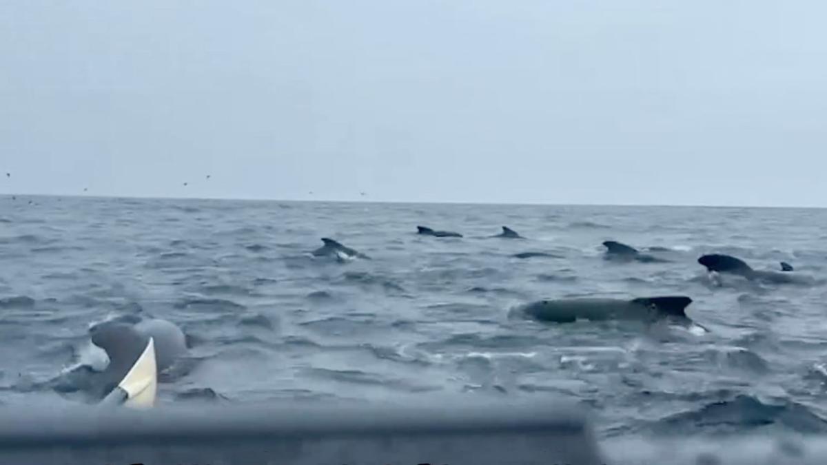 Large school of whales follows man rowing across the Atlantic for TWO HOURS