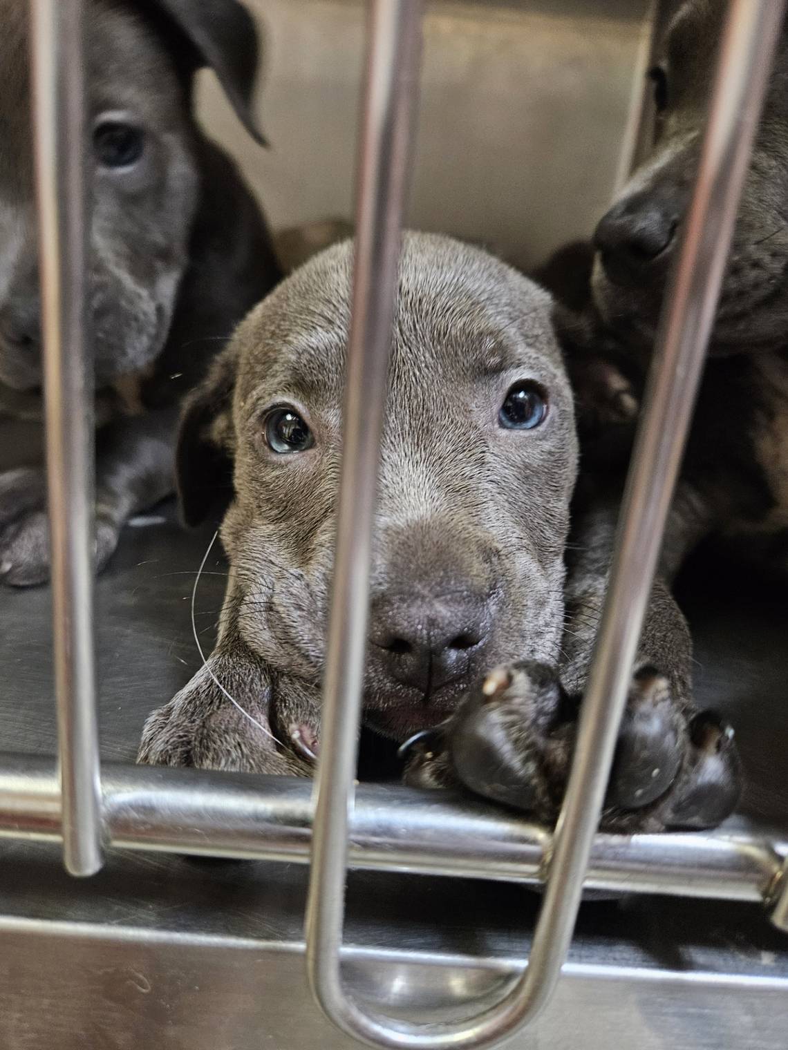 Merriam shelter urgently seeks foster families for puppies abandoned on Kansas road