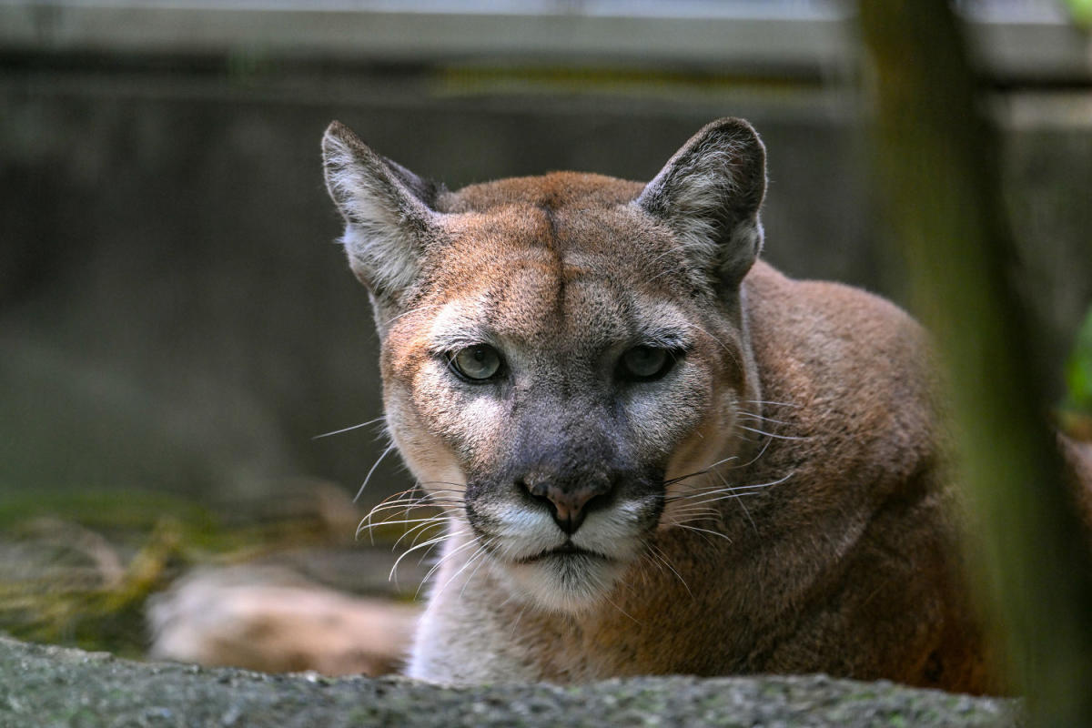 Mountain lion attacks 4-year-old boy at California state park