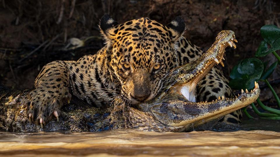 Nature’s finest frames: stunning shots from Wildlife Photographer of the Year 2024