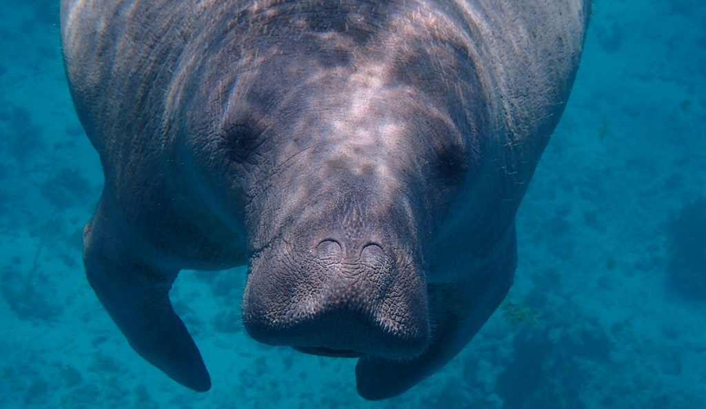 New Sea Cow Tagging Program Hopes to Protect One of the Ocean’s Goofiest Creatures