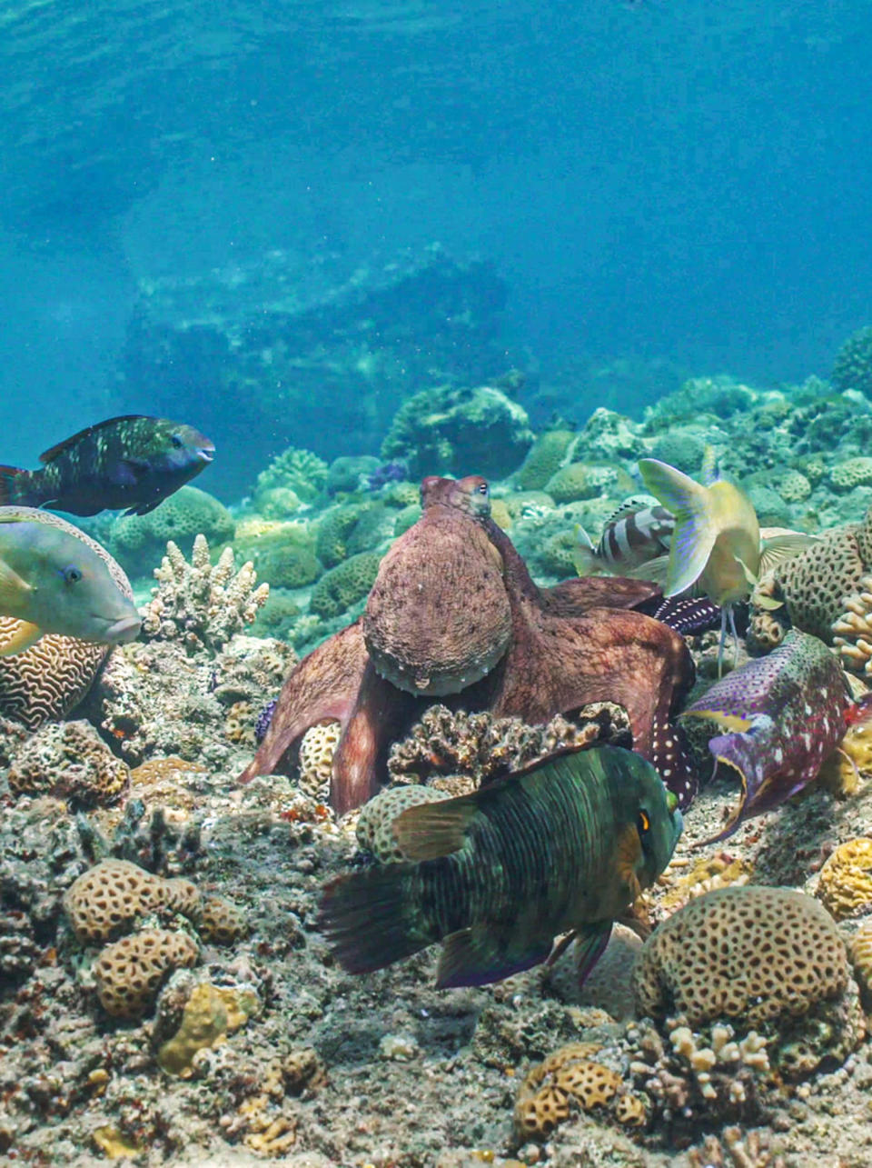 Octopuses seen hunting together with fish in rare video — and punching fish that don’t cooperate