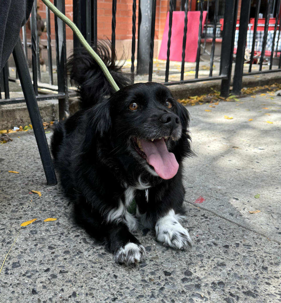 Owner sent friends 0 for dog’s adoptaversary lunch while out of town — the result went viral