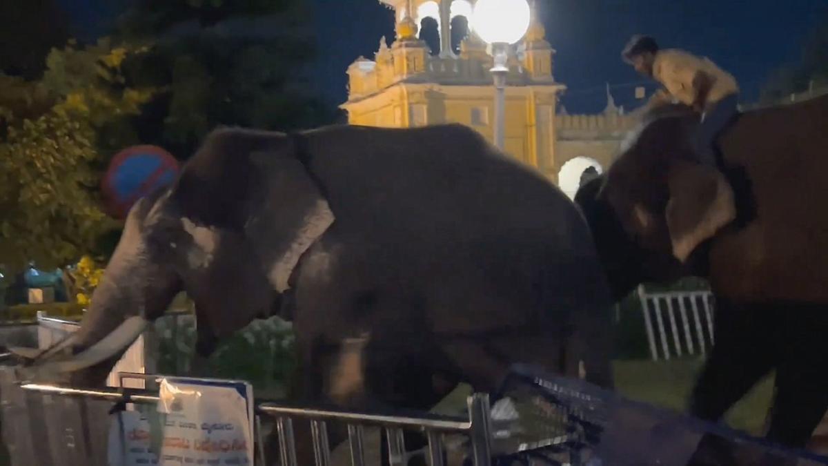 Rampaging elephants smash through Mysore Palace barriers in India