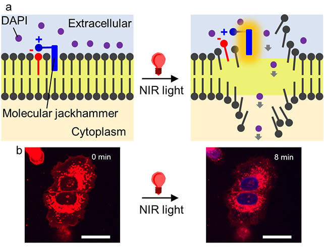 Scientists Destroy 99% of Cancer Cells in Lab With Vibrating Molecules