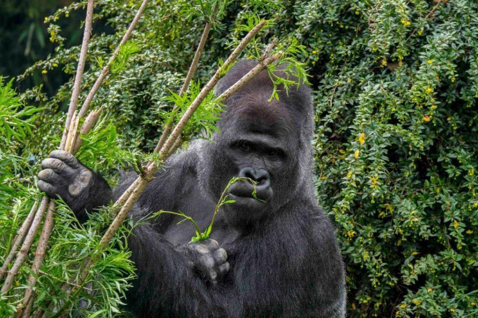 Self-medicating gorillas may hold new drugs clues