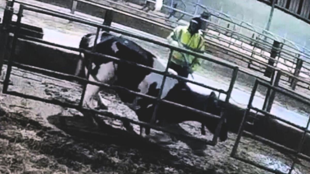 Shocking footage shows cows being abused at dairy farms supplying M&S and Muller