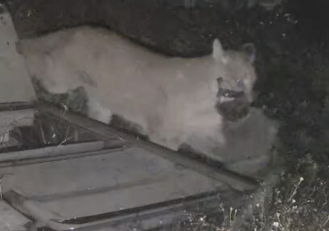 SLO County couple ‘woke to a bloody scene’ after mountain lion carried prey through yard