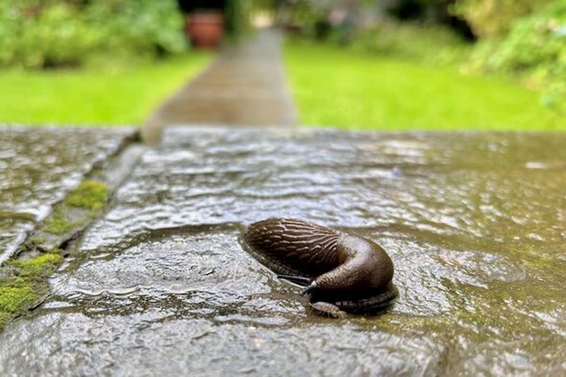 Slugs and snails get ‘instantly repelled’ from gardens with ‘brilliant’ 24p kitchen item