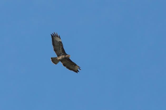 These Are The ‘Deadliest’ Bird Species In Britain That Experts Are Urging Us To Avoid