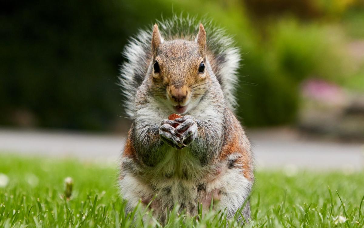 Train cancelled after squirrels board and ‘refuse to leave’