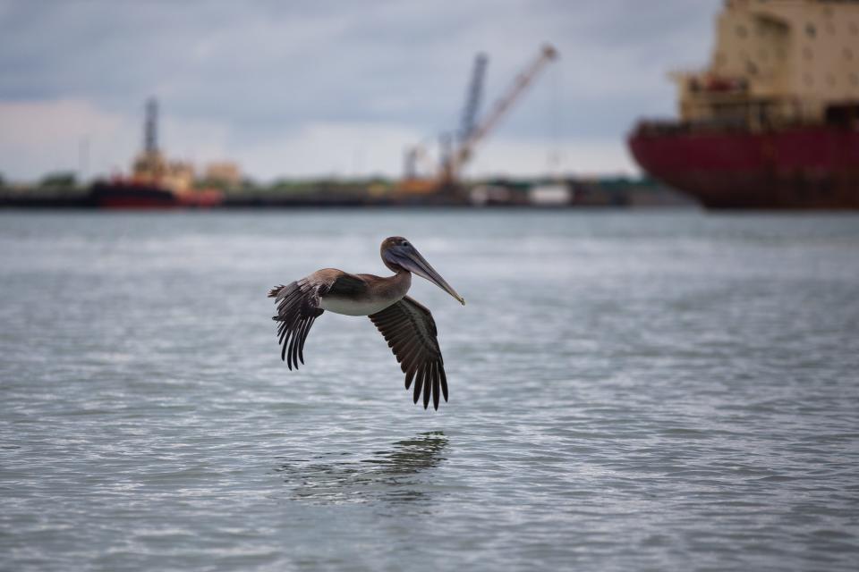 What to know about Nueces River Authority’s offer to operate Harbor Island plant