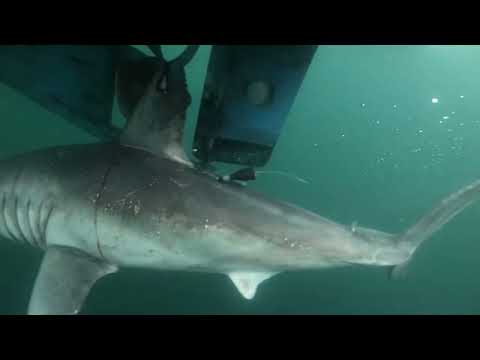 Who ate the pregnant porbeagle shark?