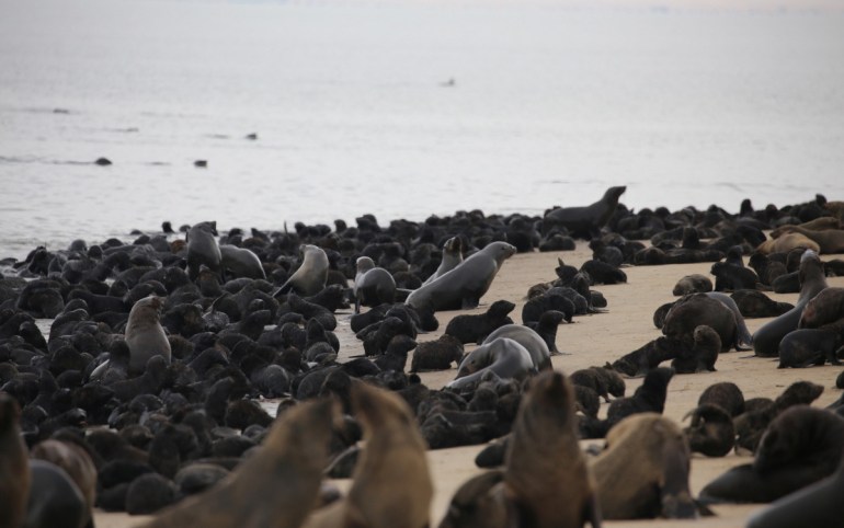 Why are Cape fur seals in South Africa getting infected with rabies?