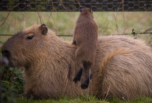 Woburn Safari Park’s Capybara Couple Have Four Adorable Pups!