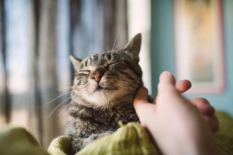 Woman horrified as cat brings home surprise gift he ‘stole’ from neighbour