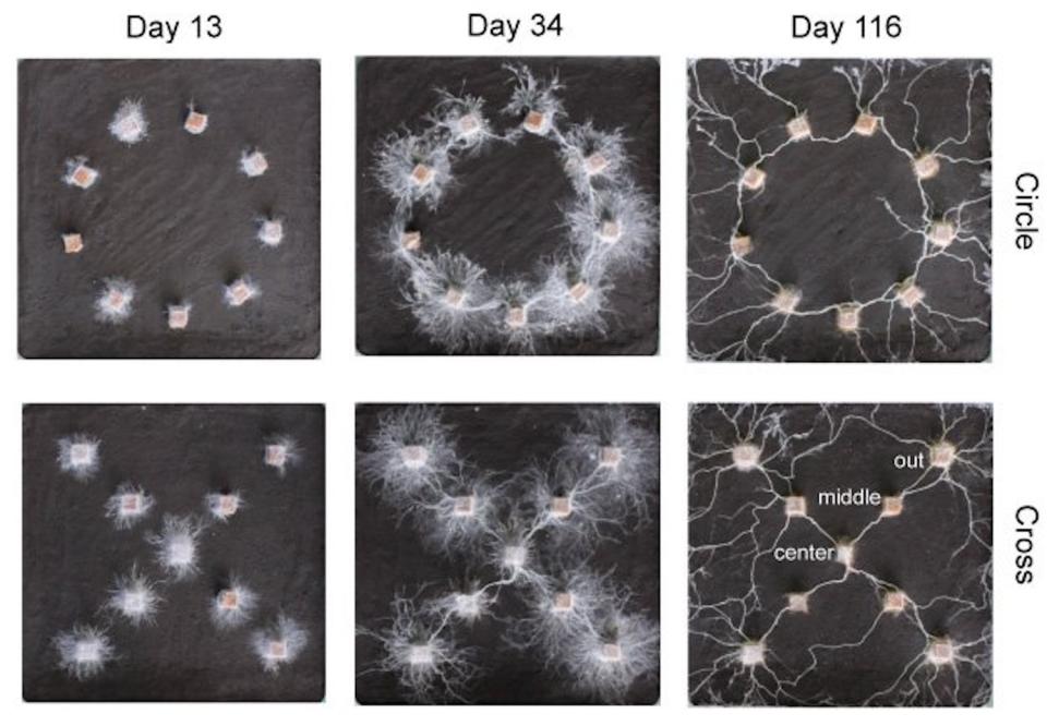 A simple experiment revealed the complex ‘thoughts’ of fungi