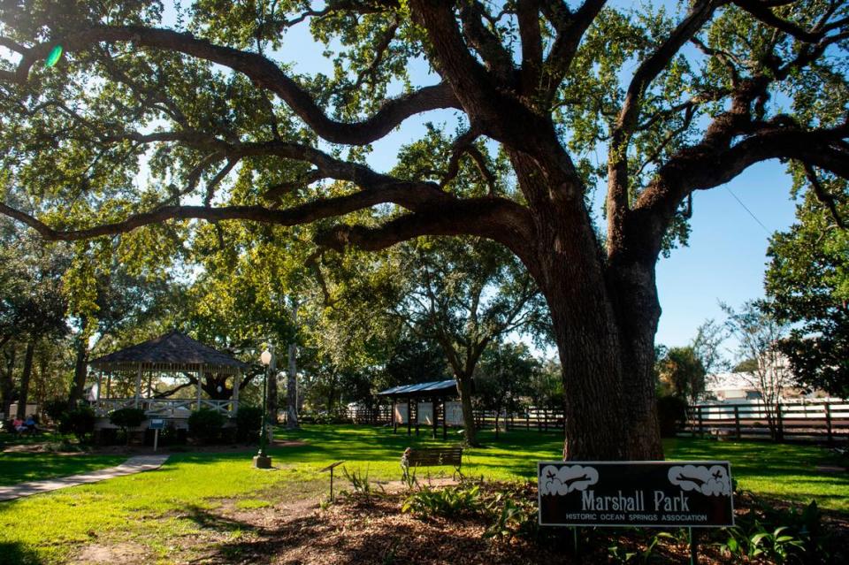 A South MS city wants to plant more trees, saying they have much more to offer than beauty