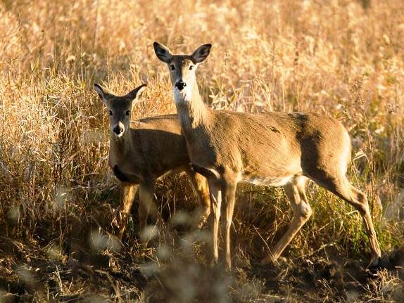 Amendment 2 doesn’t make hunting in Florida a free-for-all. It preserves rights | Guest column