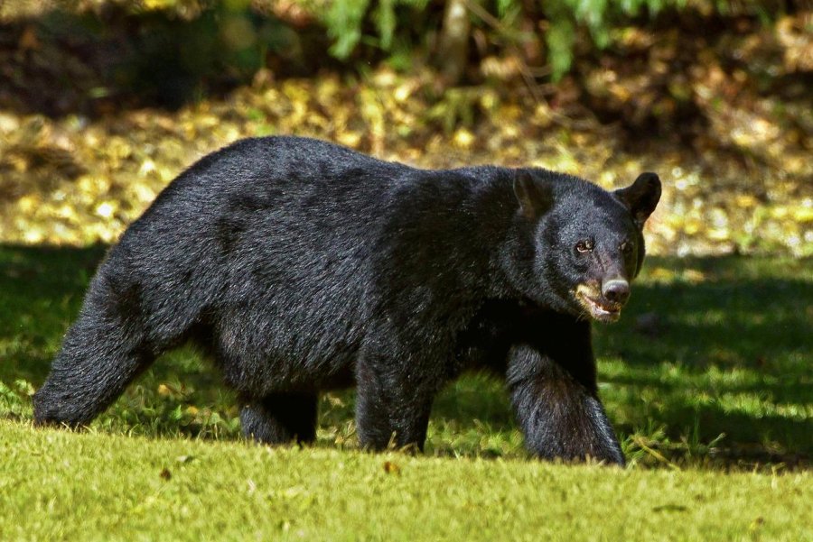 Bear visits University of Montana campus, follows student