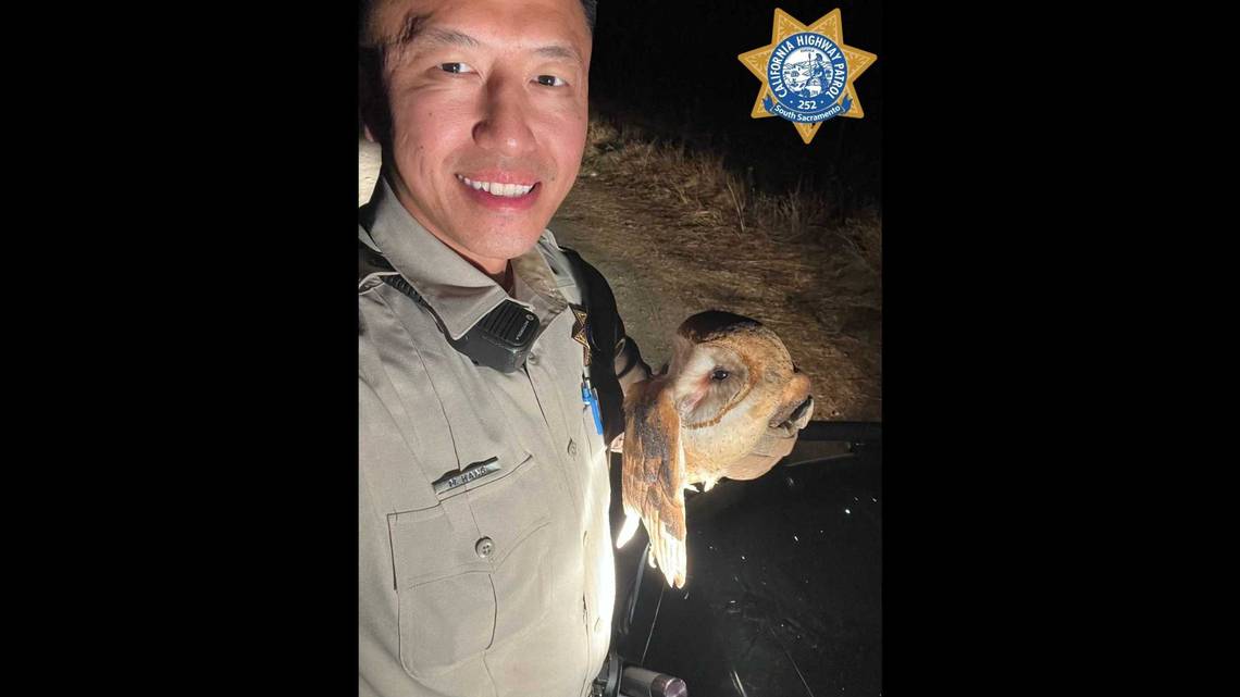 CHP officer rescues an injured owl on south Sacramento County roadway, near jail