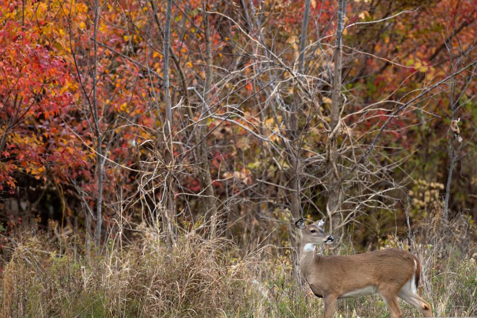 Deer are up and running. What are the odds you’ll hit one?