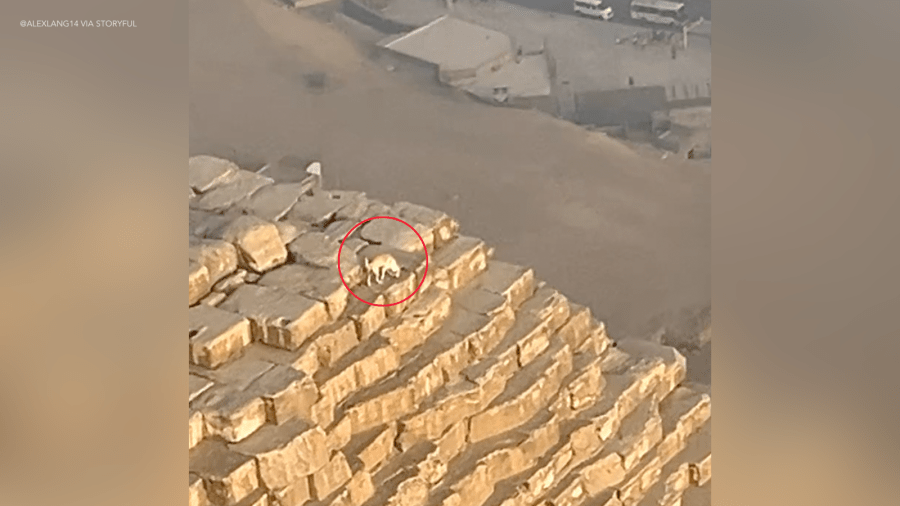 Dog spotted on top of Great Pyramid of Giza