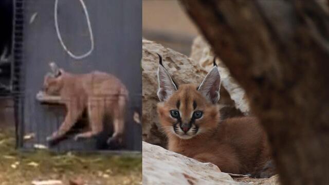 Endangered Big Cat Found in Illinois Suburb