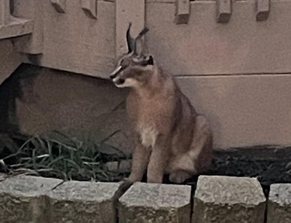 Exotic caracal cat on the loose in Chicago suburb