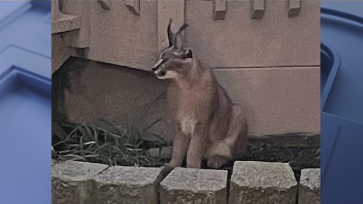 Exotic cat captured after being spotted in Chicago suburb