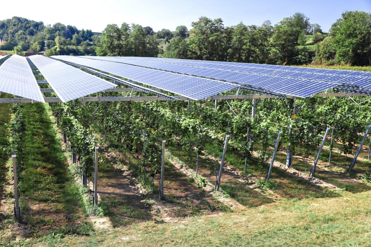 Experts uncover stunning side effects of solar farms: ‘Introducing structural complexity into the environment’