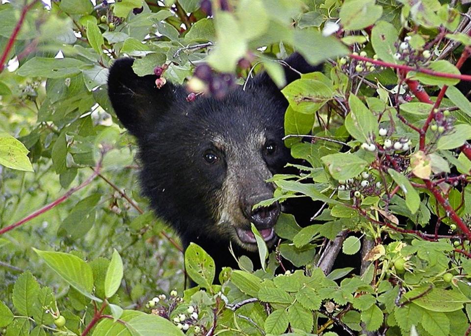 Fall bear ‘Eat-a-thon’: What to know as Oregon bears prepare to hibernate