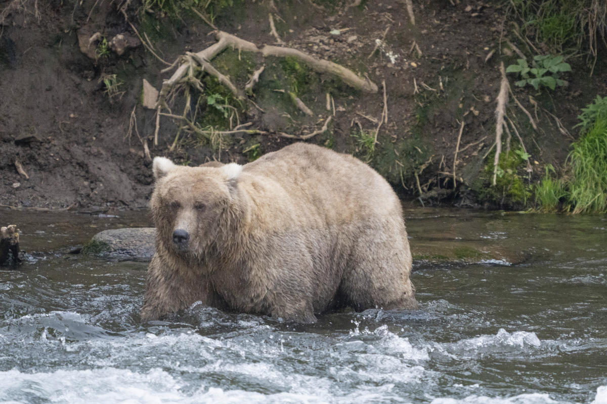 Grazer beats the behemoth that killed her cub to win Alaska’s Fat Bear Contest