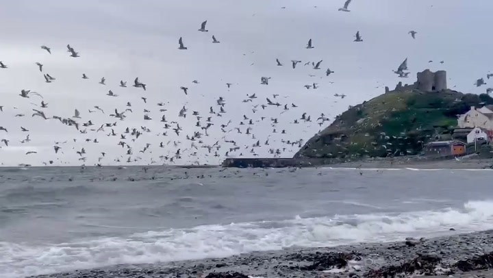 Gull mass over Criccieth as huge fish shoal driven ashore