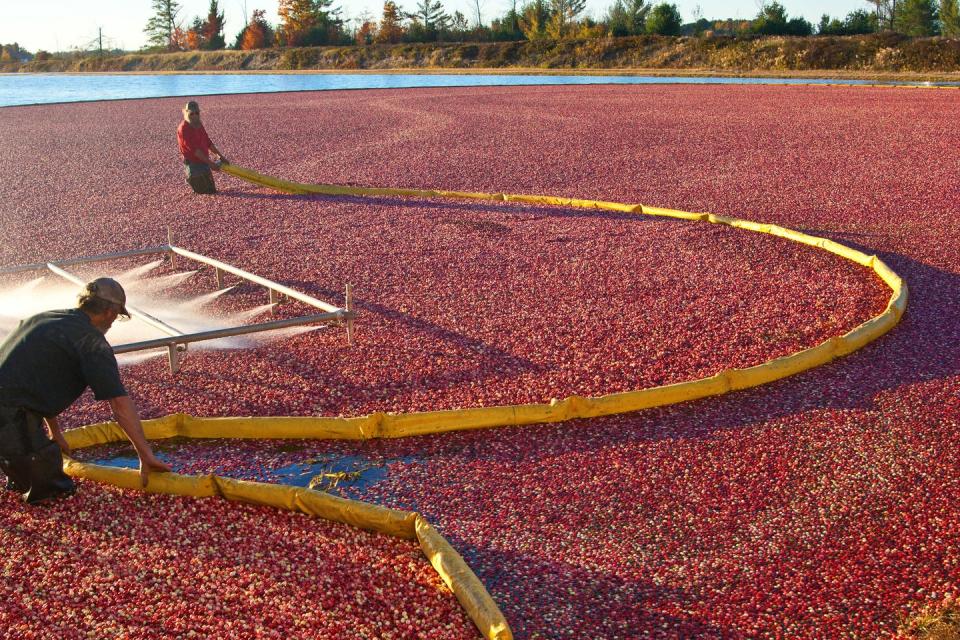 I Was So Excited To Visit A Cranberry Bog Until I Learned This Scary Fact