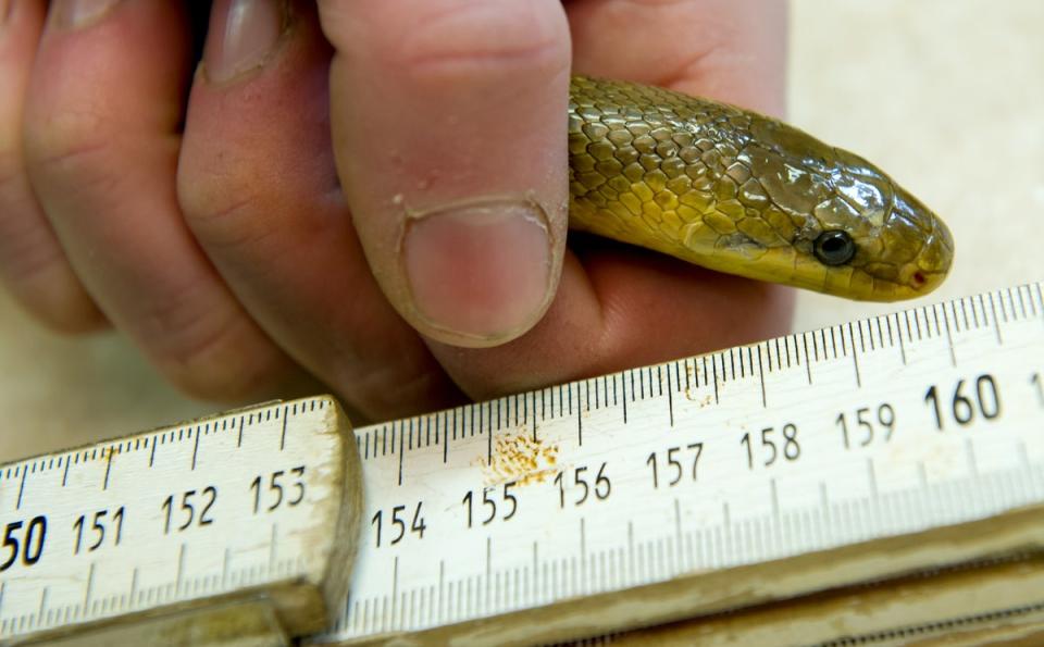 Invasive 2m-long snake breeding inside walls and attics across UK, scientists warn