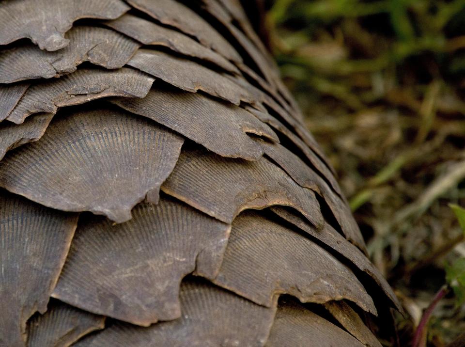 Nine Tons of Illicit Pangolin Scales Recovered in Nigeria