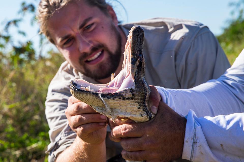 Open wide: Florida’s invasive Burmese pythons can eat bigger prey than previously reported