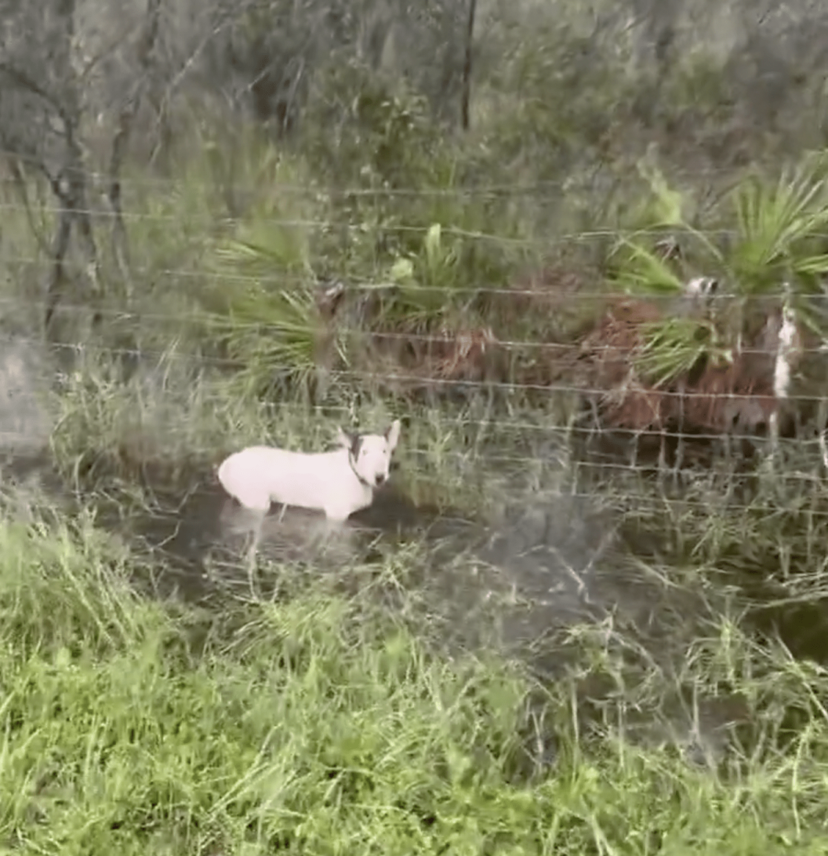 Owner arrested after dog found tied to fence in Hurricane Milton floodwaters